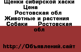 Щенки сибирской хаски › Цена ­ 6 000 - Ростовская обл. Животные и растения » Собаки   . Ростовская обл.